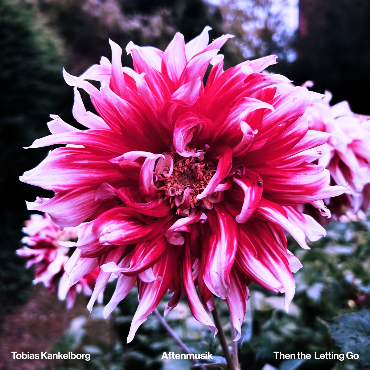 Tobias Kankelborg & Then The Letting Go - Aftenmusik album cover